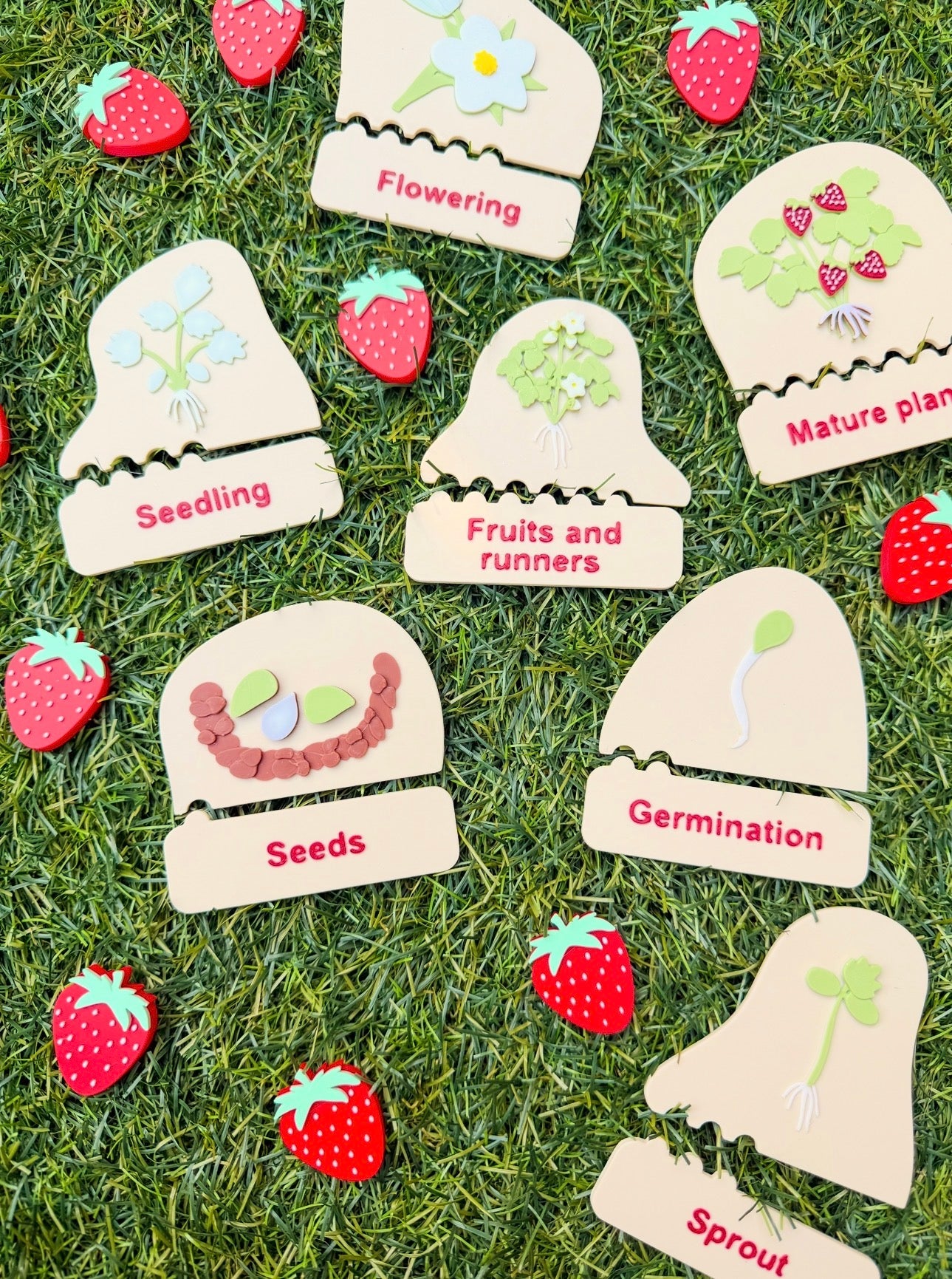 Strawberry Life Cycle