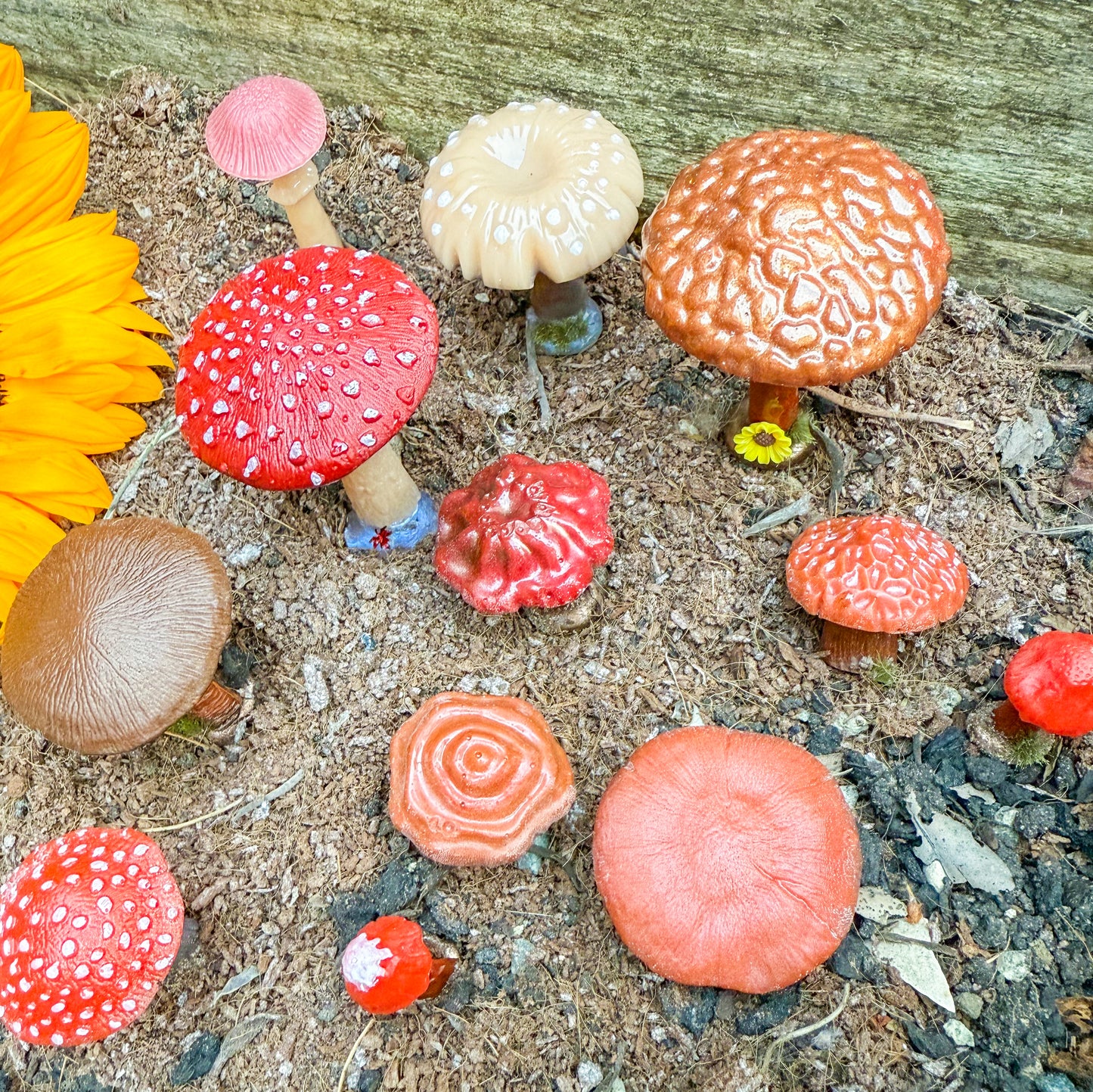 Woodland mushrooms & toadstools