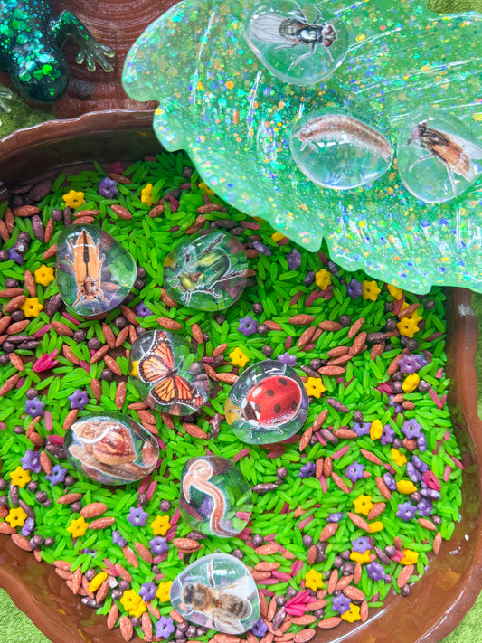 Little Bug Discovery Pebbles