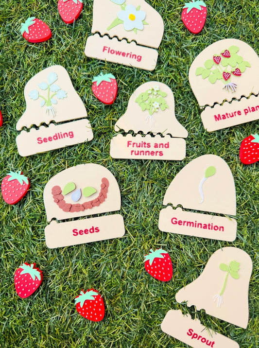 Strawberry Life Cycle