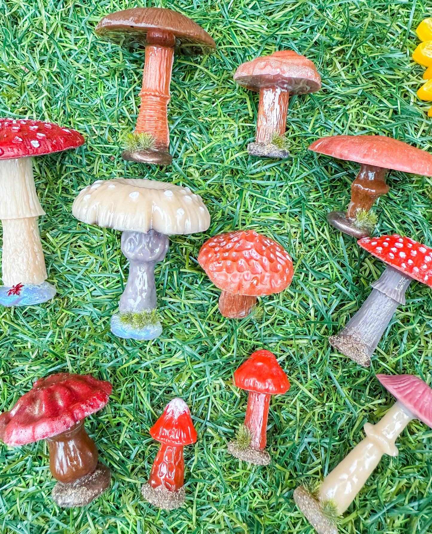Woodland mushrooms & toadstools