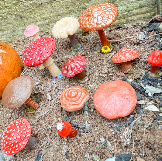 Woodland mushrooms & toadstools