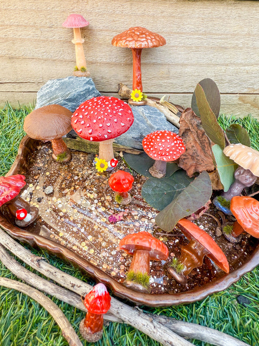 Woodland mushrooms & toadstools